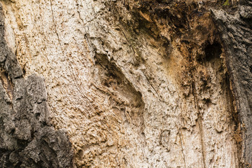 An old oak tree with exposed bark.