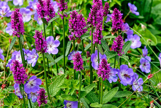 Der Dichtbl&uuml;tige Ziest Hummelo ( Stachys monnieri ) und Storchenschnabel  (Geranium robertianum)   