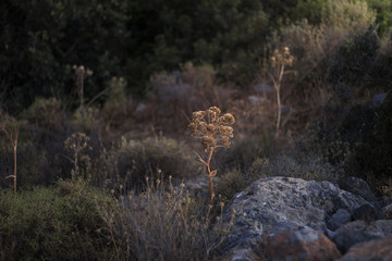 dried plant in a ray of light