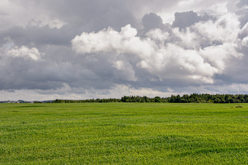 The field is covered with green grass under beautiful thunderclouds