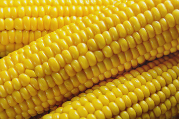 Boiled corn cobs close-up