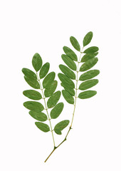 Green Acacia leaves on branch. The green silhouette isolated on white background