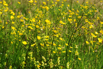 Bright yellow buttercup flowers in high grasses