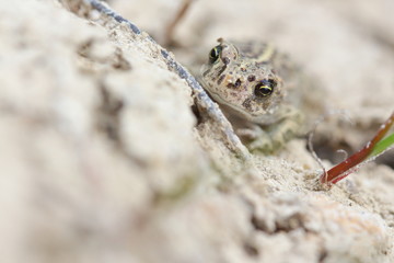 Camouflée