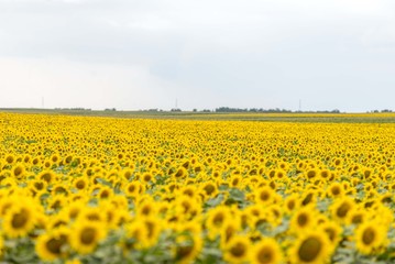 Sunflowers background. Sunflower field