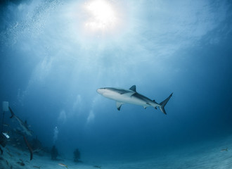 Naklejka premium Caribbean reef shark