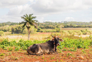 A typical view in Vinales Cuba