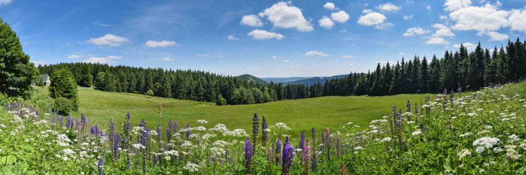 Th&uuml;ringer Wald im Sommer mit Bergwiese