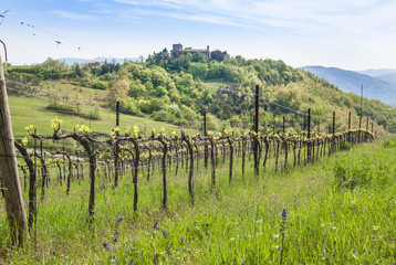 Fototapeta na wymiar Vineyards to produce wine with the hermitage of Santa Maria del Silenzio