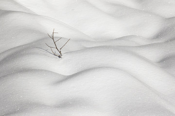 Little tree waiting for spring