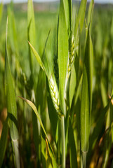 Spike of wheat getting ripe
