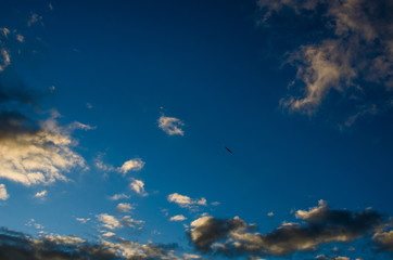 A bird flying in the sky. Bird on the sky background. The parade flies in the sky against the backdrop of the sunset at sunset