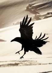Raven flying over frozen landscape