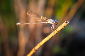 Dragonfly