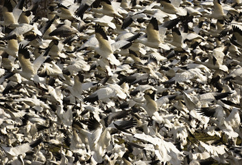 Take off of snow geese