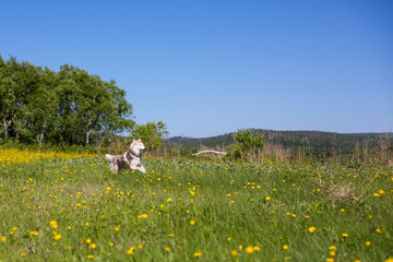 Portrait of running dog breed siberian husky in the yellow buttercup flowers and green grass field.