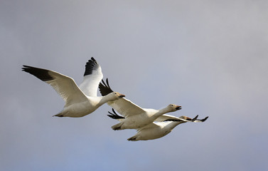 Three Geese in flight