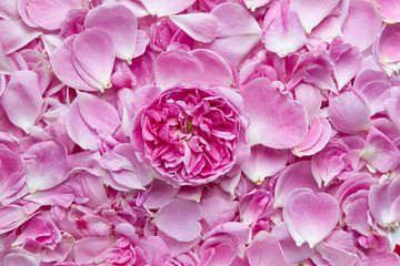 Pink rose and lots of petals. Pink rose