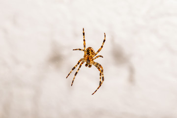 garden spider, closeup of the insect