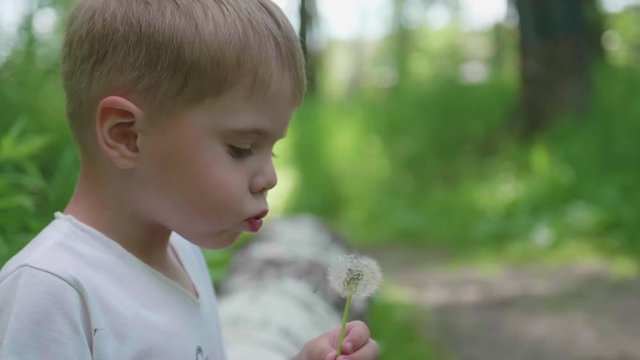 Handsome boy blowing dandelion seeds in the Park , slow motion