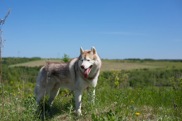 Portrait of A beige and white dog breed siberian husky standing in the field in summer.