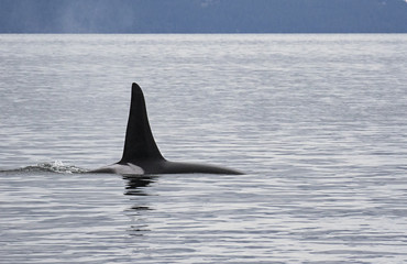Orca swimming in the Salish Sea