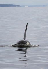 Orcas swimming in the salish sea
