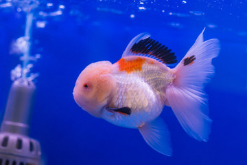 Gold Fish Oranda Scientific name Carassius auratus is a freshwater fish. Cyprinidae are native to China and Japan.