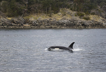 Fototapeta premium Orcas swimming in the salish sea