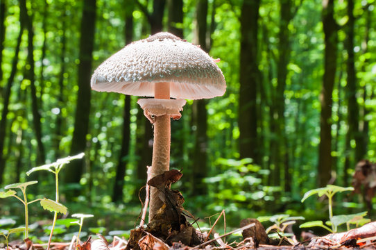 Parasol mushroom. Wonderful edible mushroom Macrolepiota procera or Lepiota protsera.