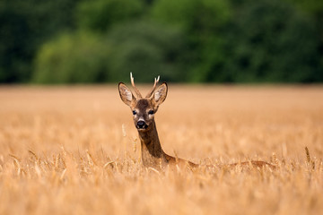 Roebuck in cereal © Orosz György Photogr