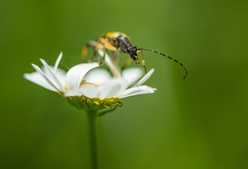 insecte longicorne noir et jaune seul sur une fleur blanche en gros plan