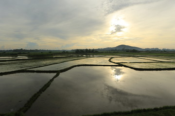 Culture de riz en Asie