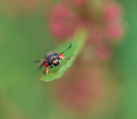 insecte seul rouge et noir sur une feuille en gros plan en couleur