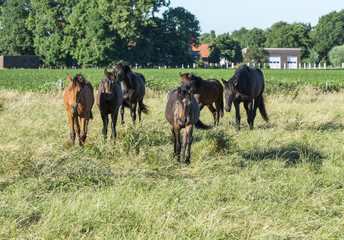 Fototapeta na wymiar group of six horses