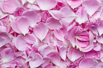 Pink rose petals. Pink rose