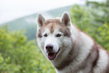 Portrait of attentive beige and white Siberian Husky dog in the forest on mountains background.