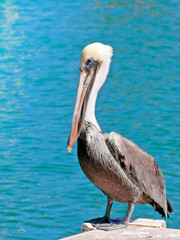 Pelican