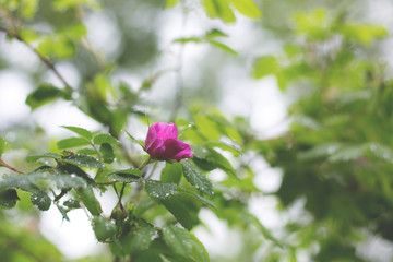 Obraz premium Close-up Image of blooming pink dogrose wildflower in the forest after the rain on a green background