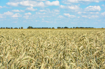 Weizenfeld unter blauen Wolkenhimmel im Sommer