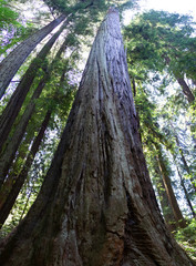 Redwoods