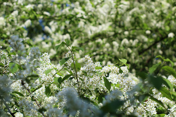 wonderful spring weather with bird-cherry
