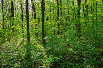Fototapeta premium Sunlight in the green forest, spring time