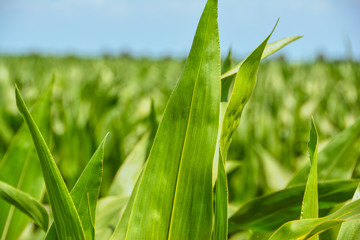 Obraz premium Maisfeld im Sommer