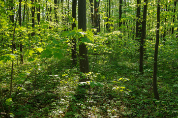 Obraz premium Sunlight in the green forest, spring time