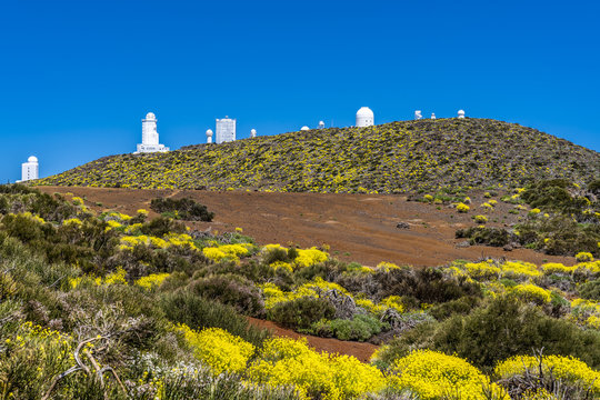 Blühende Lavalandschaft im Frühling am Observatorium im Teide Nationalpark auf Teneriffa 