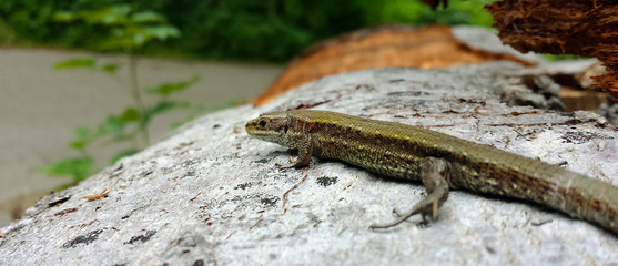 lizard taking sunbathe 