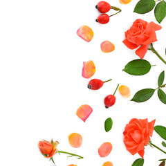 Roses isolated on white background. Flat lay, top view.