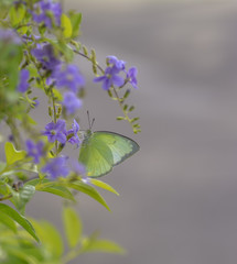 The Common Grass Yellow butterfly sucking nectar from purple flowers .