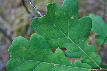 green leaf